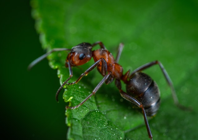 An ant sitting on a leaf. They're pretty common house pests in NYC.
