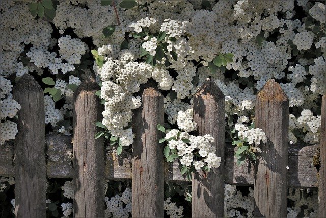 A wooden fence decorated with white flowers.
