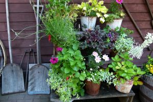 Some plants in a backyard.