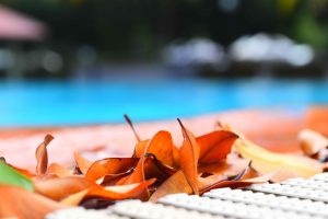 Yellow leaves next to a pool.