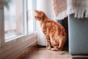 cat standing by the window